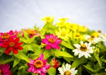  Flowers from counseling